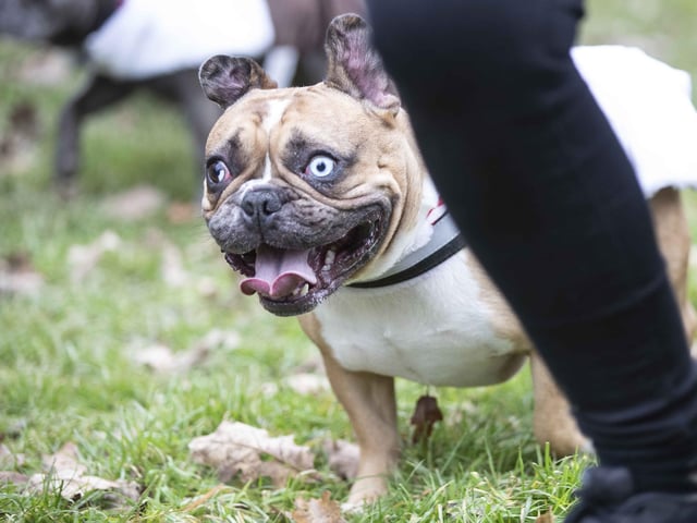 Nearly 100 French Bulldogs wore Christmas outfits for a festive walk at Hunsbury Hill Country Park on Sunday (December 17).