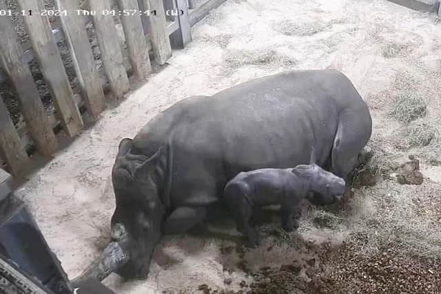 CCTV capturing the birth of baby southern white rhino Malaika.