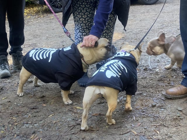 Around 50 French Bulldogs dressed up in Halloween outfits for a walk around Hunsbury Country Park over the weekend.