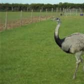 Basil the rhea - missing from his field in Newton Road, Rushden
