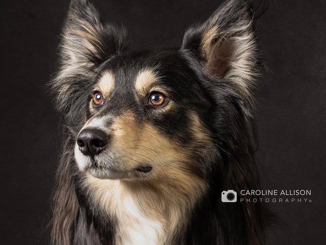 Rocky, a Husky Collie mixed dog, pictured by Caroline.