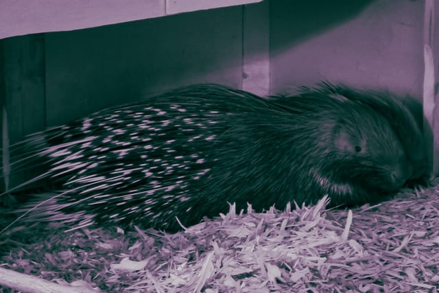 A porcupine snuggles up to sleep