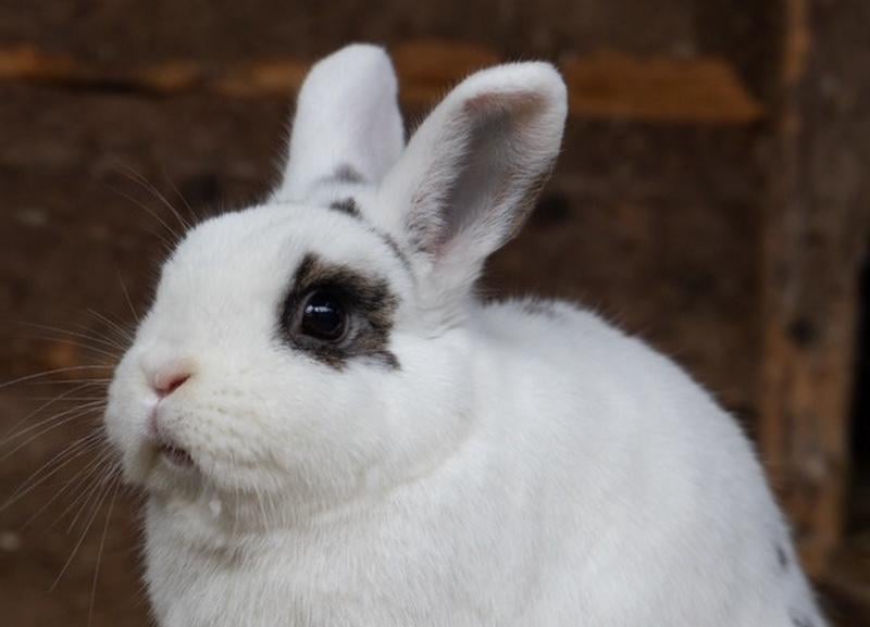 Animals In Need currently has more than 30 bunnies needing homes