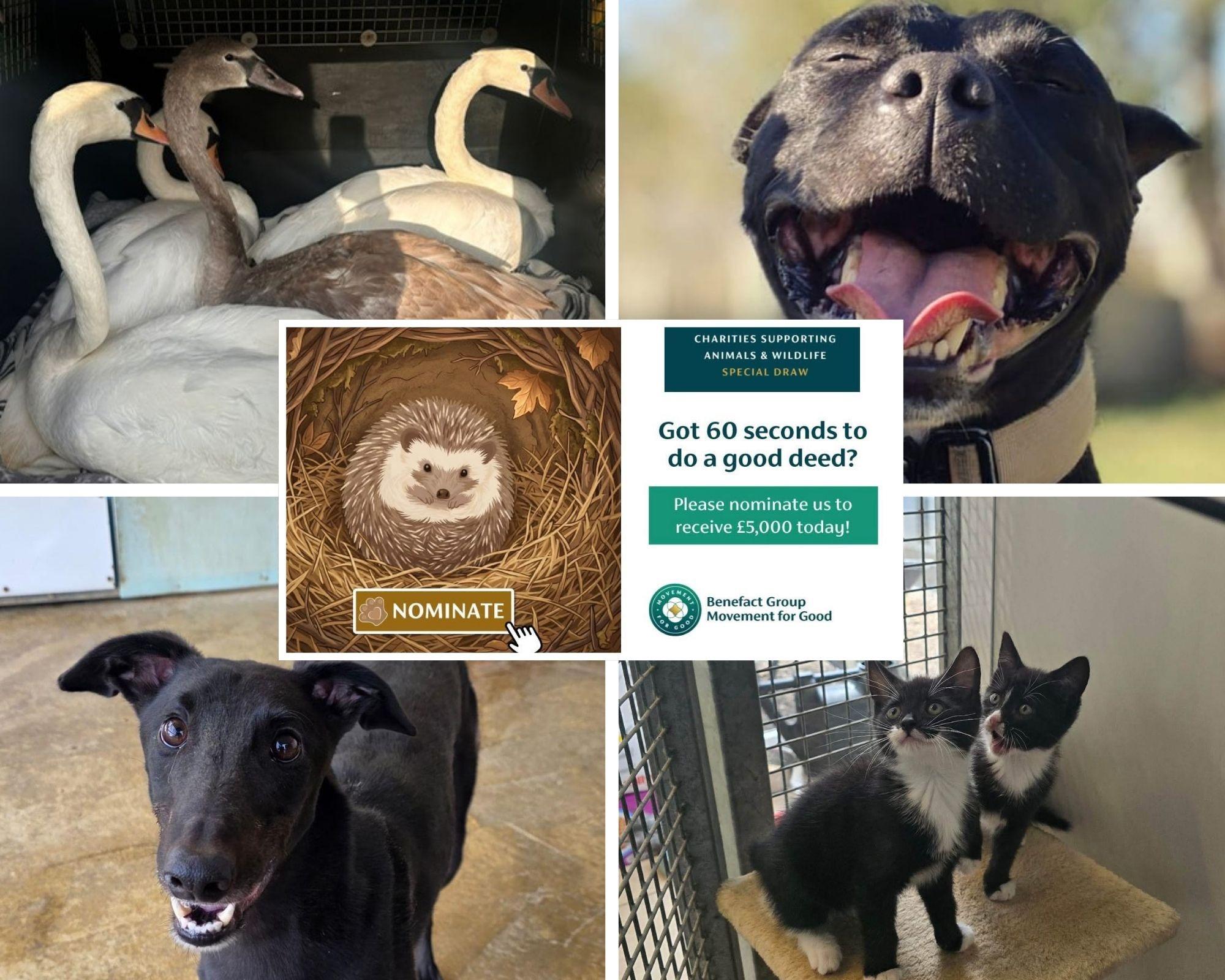 Northamptonshire animal sanctuary hoping for £5,000 funding boost as ...