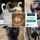 Animals In Need is asking people to nominate them in a bid to secure £5,000 in the special draw