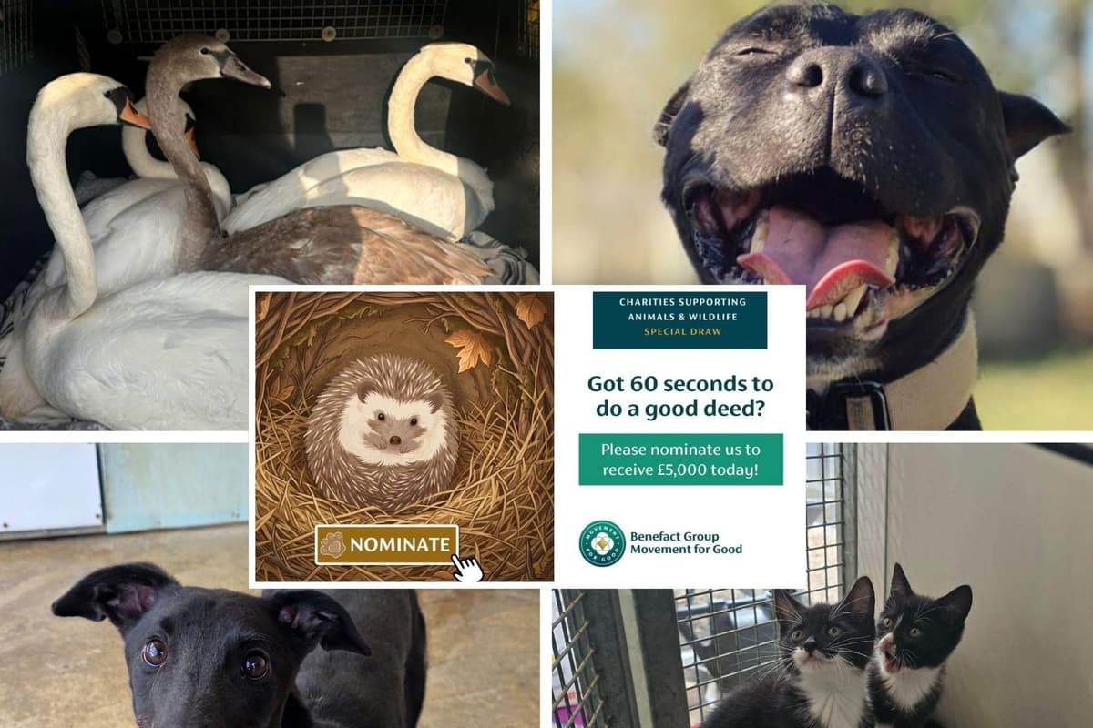 Approach Animal Drawing Northamptonshire animal sanctuary hoping for £5,000 funding boost as ...