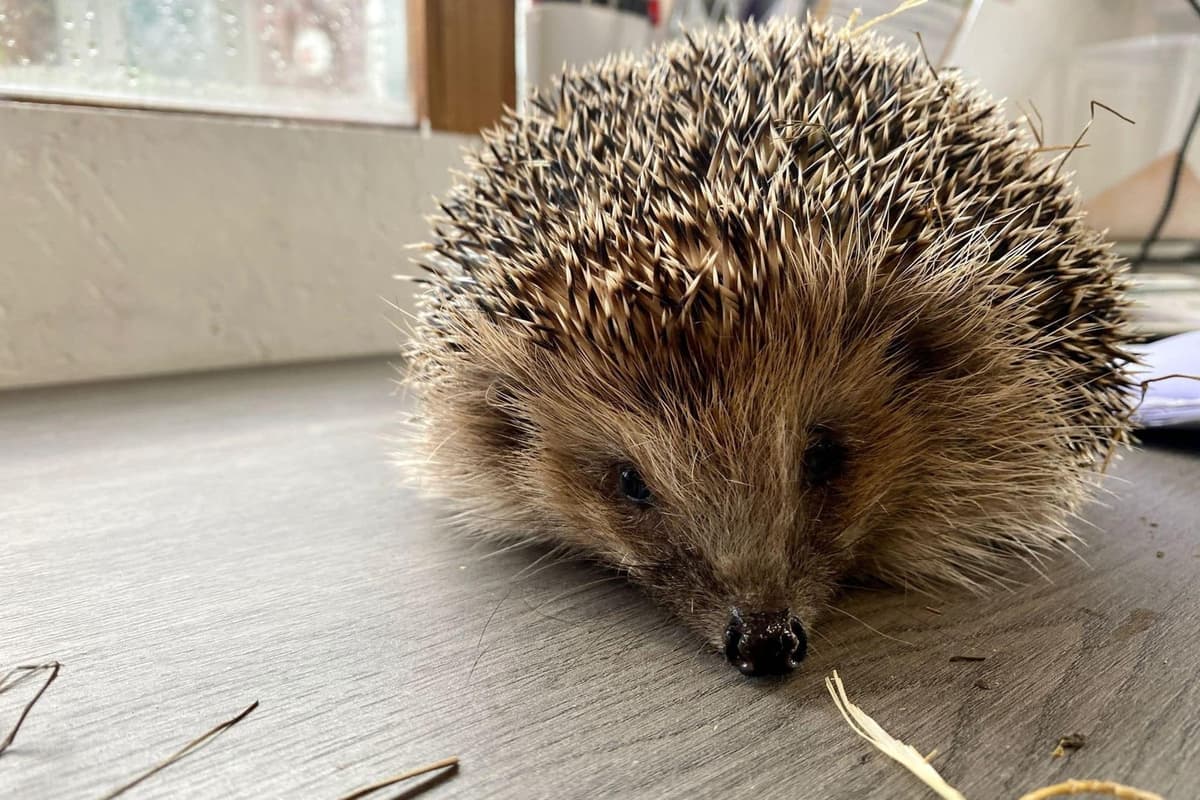 Garforth Hedgehog Rescue Northamptonshire couple launches fundraiser to expand hedgehog rescue ...
