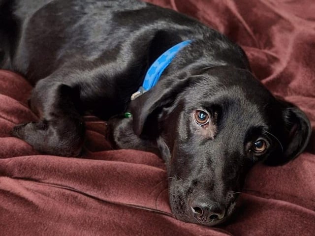 Part of a crazy-happy bunch of five-month-old Labrador cross pups are full of love and bursting with energy! They’re affectionate, eager to learn, and would thrive in an active home committed to puppy training. A pawfect match for adventure!