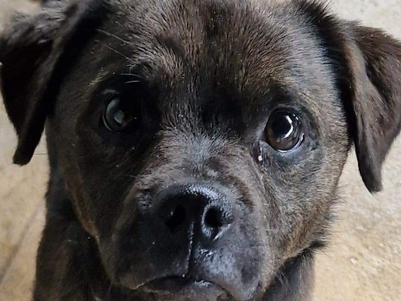 Bracken is a lovely little three-year-old Pug cross boy, he joined us from a council pound with a skin condition we have treated. Bracken has been clean in his kennel so possibly housetrained, not destructive and good with dogs and older sensible children, but not cat tested