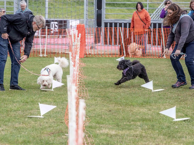 The flyball team hosted a fun dog show at Sixfields Stadium on Sunday September 29 to celebrate its milestone anniversary.