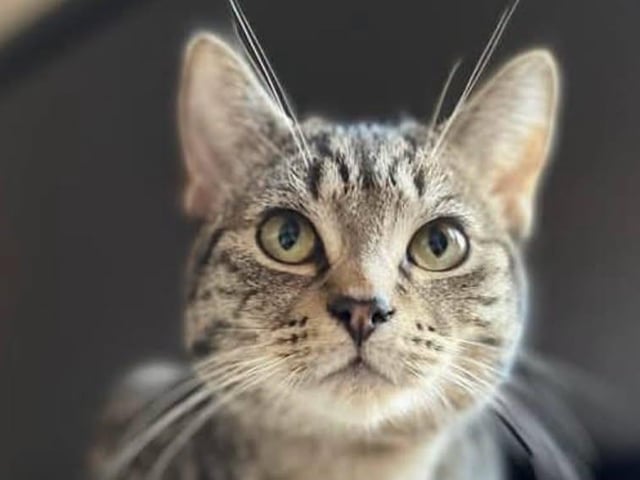 CRUMPET: Crumpet is a super handsome, cheeky chap, aged four-years-old. He is food-motivated and will sit and give his paw for treats. He is adventurous and likes to play, especially with string. He could live with another friendly feline. He is dog-savvy and is fine with children. A nice garden away from any roads is essential so that he can safely explore his surroundings