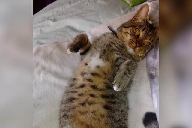 Tigger, the four-year-old cat, had to be put down after sustaining injuries.