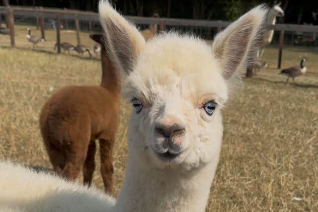 Two baby alpacas have been born at Mini Meadows Farm.