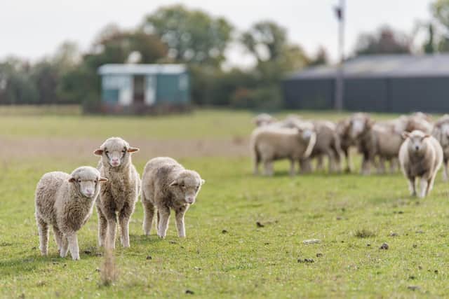 Newborn lambs made the visit more special