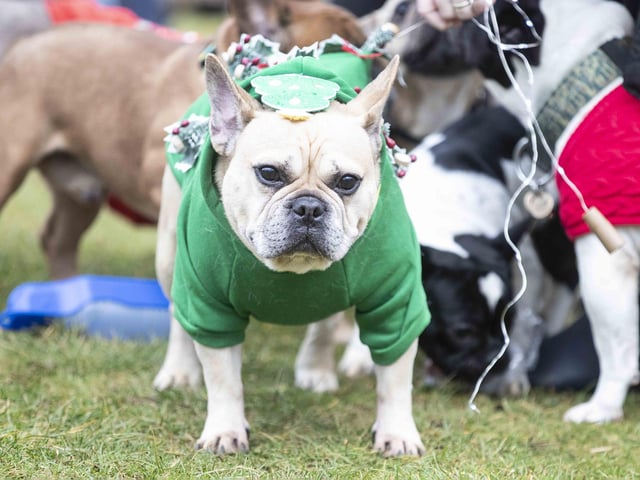 Nearly 100 French Bulldogs wore Christmas outfits for a festive walk at Hunsbury Hill Country Park on Sunday (December 17).