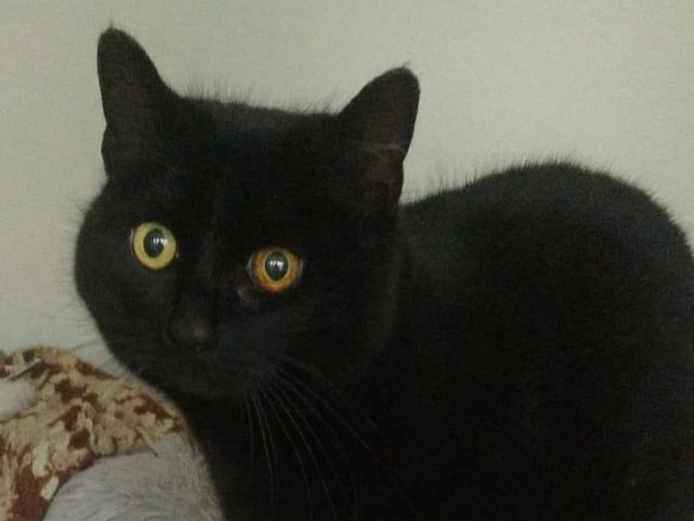 Onyx was left behind by a family that moved away. She’s a beautiful precious girl who would love a 'quiet for everyone' home.
Spayed, vaccinated, chipped, parasite treated and leaves us with four weeks free insurance and rescue back up for life.