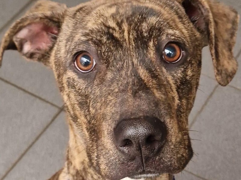 Gizmo joined us from a council pound at just 11-months-old. He was no longer wanted and due to be euthanised.We threw this lovely boy a lifeline along with five other dogs in the same position. Gizmo is a cheeky bundle of fun who would love an active home willing to do some training. He is ok with other dogs, but not yet cat tested