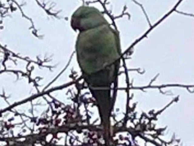 The Alexandrine parakeet pictured in Yelvertoft.