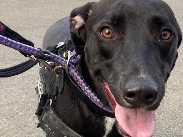 Bob the Lurcher is a beautiful super friendly 18-month-old lad who needs an active, very secure home with older sensible children. He is OK with other dogs but definitely not smaller furries.