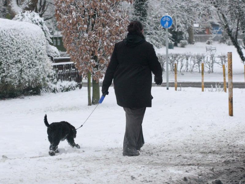 Dog walker in Wootton Fields