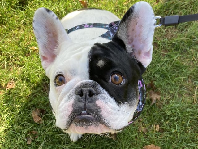 Around 50 French Bulldogs dressed up in Halloween outfits for a walk around Hunsbury Country Park over the weekend.