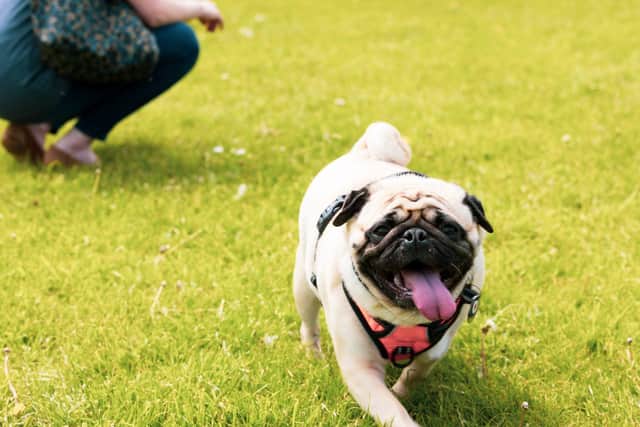 Delapré Abbey's first Dog Fest will take place on Sat 14th September.