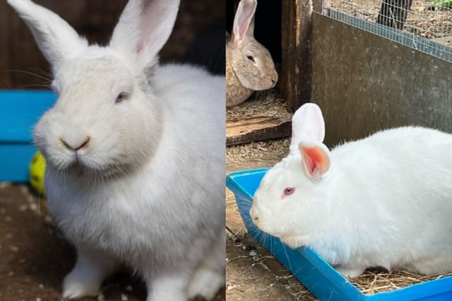 Two of the rabbits up for adoption.