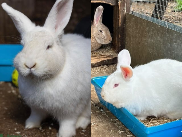 Two of the rabbits up for adoption.