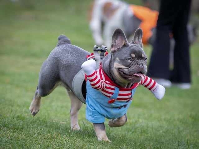 Owners and their pets met for the annual Halloween Walk for the annual event organised by the French Bulldog Meet and Walk Northampton group