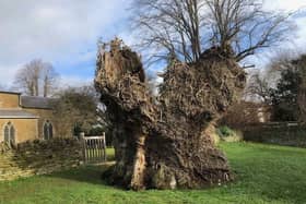 Trunk of Elm Tree mentioned in the Doomsday book finally removed after 800 years standing