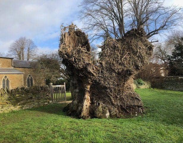 Trunk of Elm Tree mentioned in the Doomsday book finally removed after 800 years standing