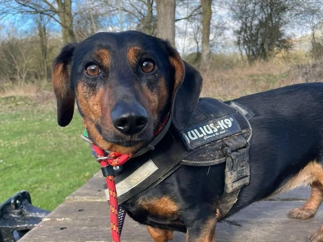 Lilly is a Dachshund cross who will be three-years-old in June. She should be fine to live with sensible children. She does have a lot to say for herself and loves attention so a home where she will not be left for long hours is essential