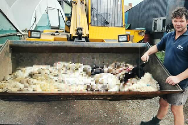 Harpole farmer Patrick Green standing next to his murdered sheep