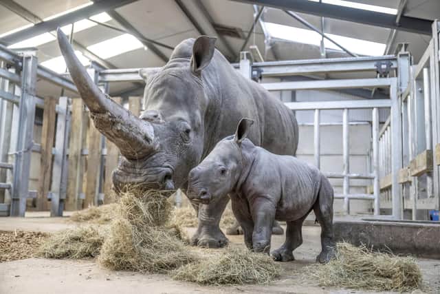 Baby southern white rhino Malaika with 15-year-old mum, Keyah.