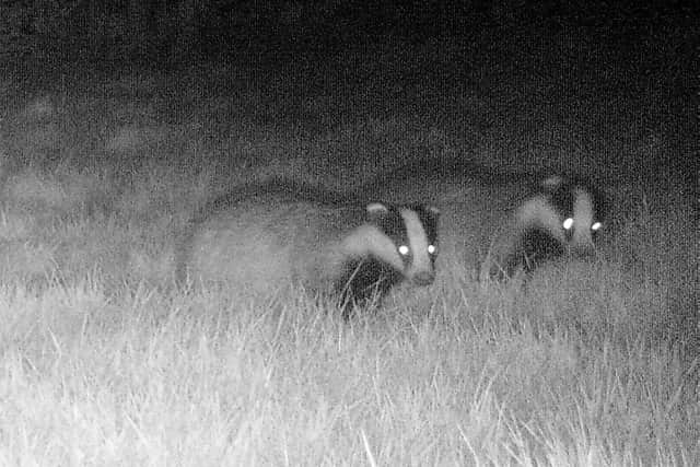 Badgers in Northants Cull Zone being watched over by badger protectors