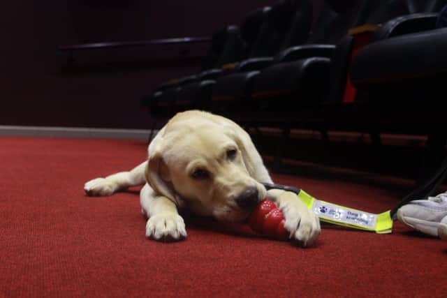 A guide dog puppy enjoying a treat in the cinema.