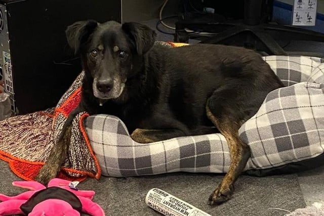 Male - Crossbreed - Aged 8 and over. Wylie is a 14-year-old whose previous owner had to give him up due to ill health. He's super friendly and just wants somewhere to retire.