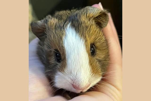 One of this year’s surprise successes at West Lodge Farm Park has been guinea pig fishing