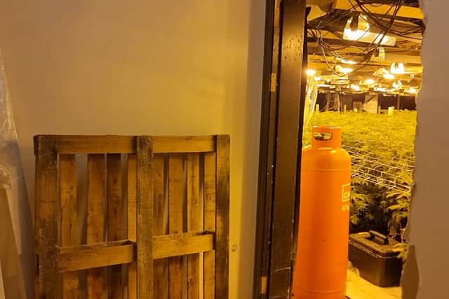A large cannabis grow was discovered by Northamptonshire Police inside the former Aspers Casino in Commercial Street today (Thursday, October 30)
