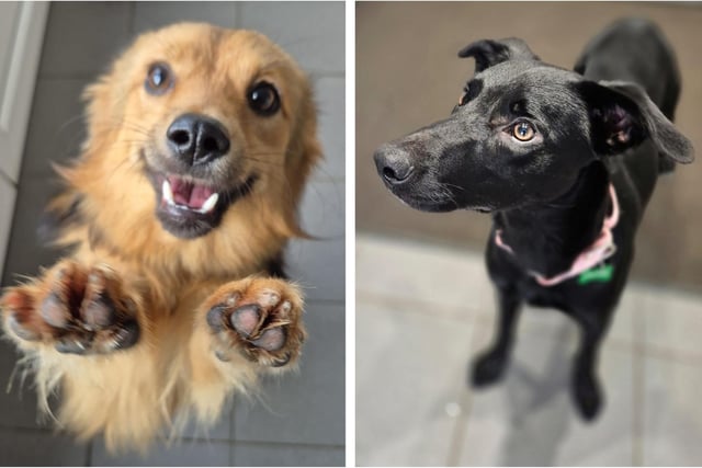 PICTURES: Six abandoned but adorable dogs looking for forever homes ...