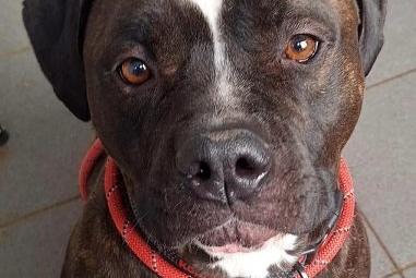 Fudge is a lovely, cuddly large-sized Staffordshire Bull Terrier. Friendly and sociable, he appears comfortable around other dogs and may be happy living with one. He could live with children aged 12 and over but isn’t suited to younger ones due to his size and strength. Fudge knows basic commands, though he does need some lead training as he tends to pull. He’ll make a fantastic companion for an active family looking for a sociable dog to share their adventures.