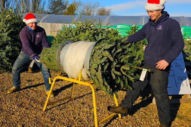 Richard's Plants owner Richard and Finlay ensure the Nordman Fir is carefully wrapped for transport