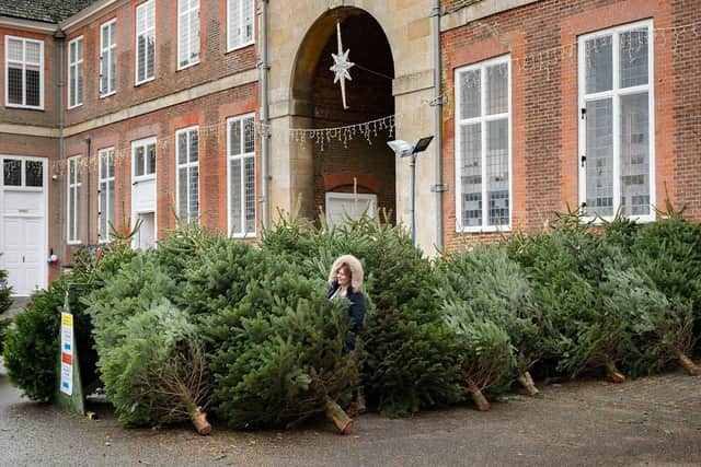 Christmas Trees