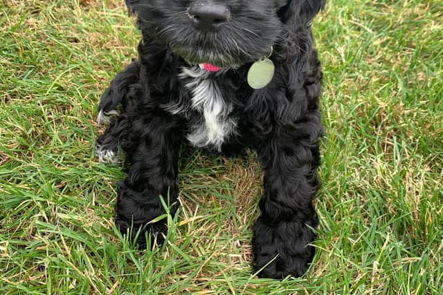 Mabel the Cockapoo puppy.