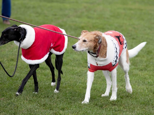 The popular event saw more than 100 dogs walked around Bradlaugh Fields in Northampton on Sunday (December 22).