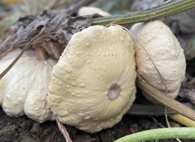 The Kislingbury pick your own pumpkin patch will open this weekend (Saturday October 7 and Sunday October 8).