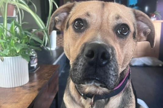 Maple is a four-year-old Boxerdor who came to us from a council pound. She is full of fun and has so much love to give. Maple moved to foster care because the kennels were just too stressful for her; she is currently in foster with seven other rescue dogs! Her ideal home would be an active one, with another confident, friendly, neutered dog to play with, and older children. Maple loves everyone but she is very boisterous! She is clean in the house, knows basic commands, and has good recall to her chosen person. She is used to home comforts and would prefer a home where she is allowed on the furniture and even your bed!  She travels well, though she does get anxious getting into the car and needs encouragement. However, she has become much more confident with this and now jumps in on her own! 👏👏  Maple loves toys and chews, and she is very food motivated, so it's easy to get her attention. She loves human interaction and would not want to be left for long hours.