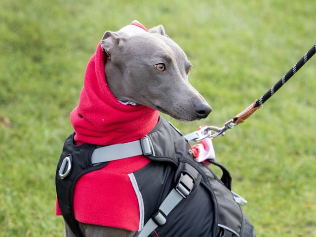 The popular event saw more than 100 dogs walked around Bradlaugh Fields in Northampton on Sunday (December 22).