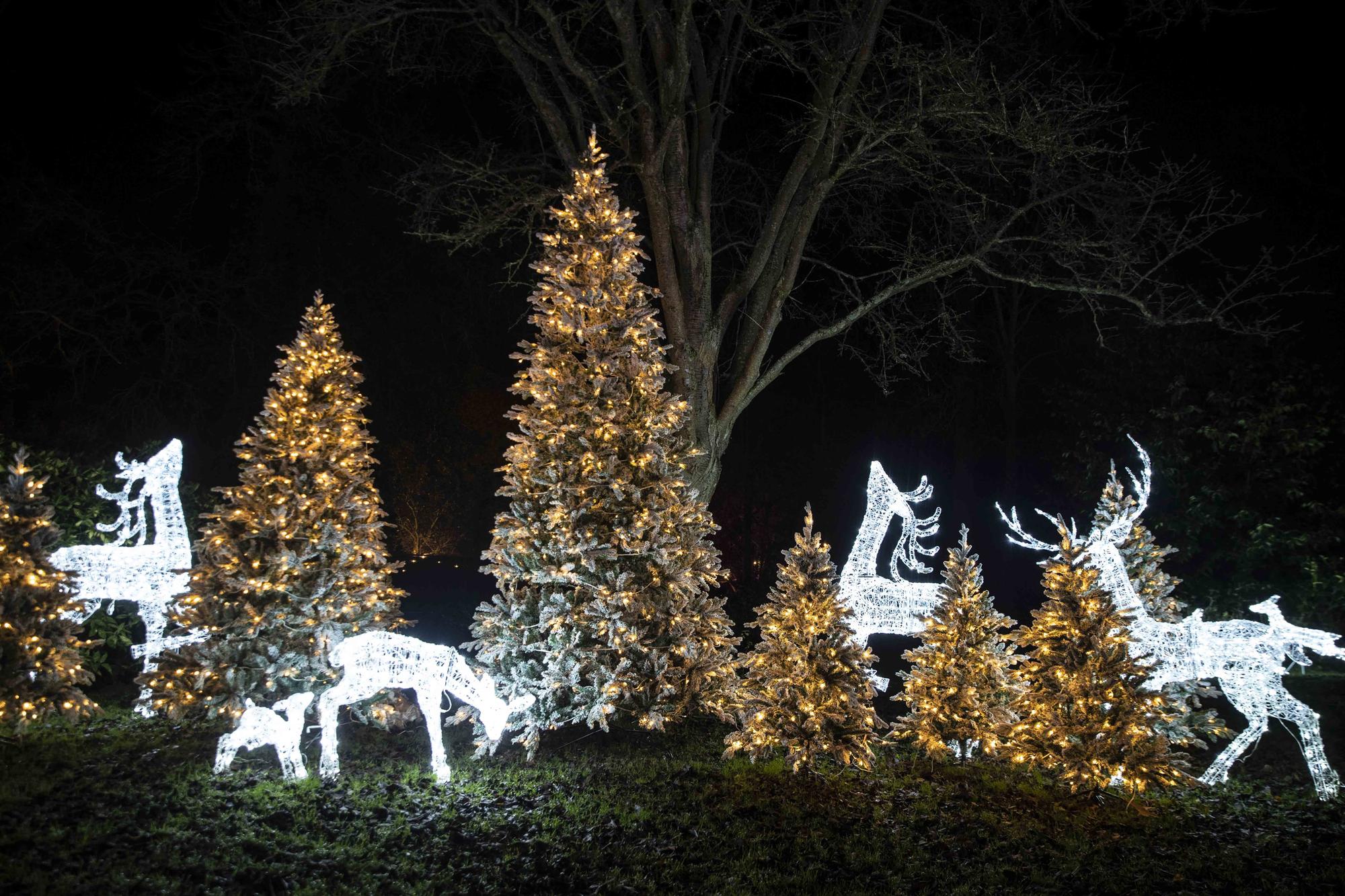 Take a look around the winter light trail, which is now open and will be until December 31.
