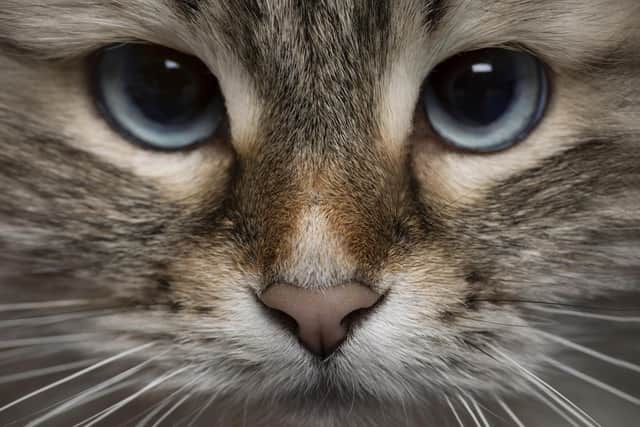 International Cat Day is on August 8